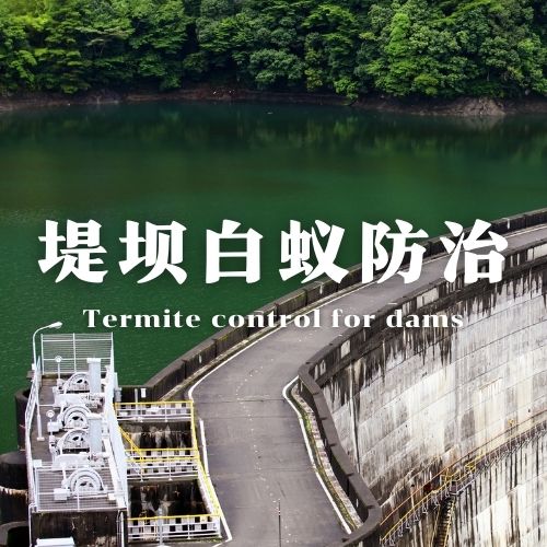 钦州堤坝白蚁防治