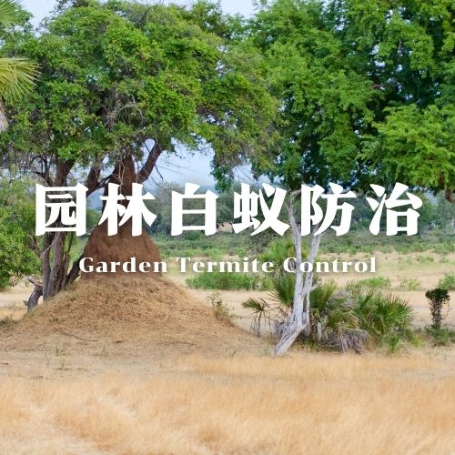 钦州园林白蚁防治