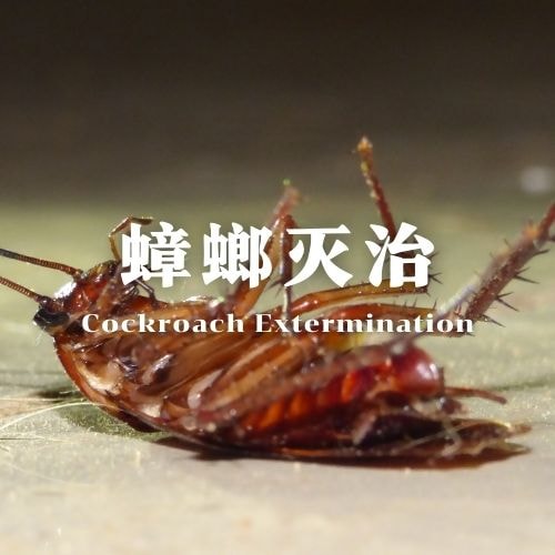 钦州蟑螂灭杀服务