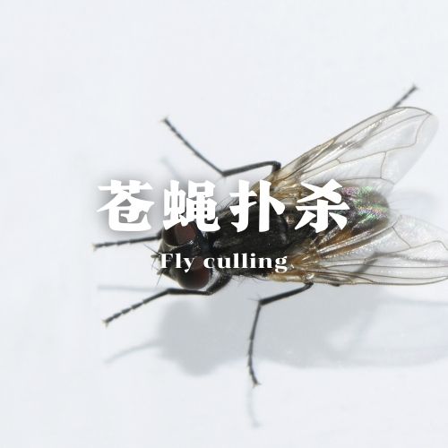 钦州苍蝇扑杀