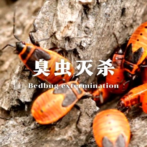 钦州臭虫灭杀服务