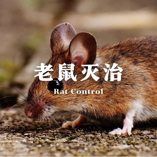 钦州灭鼠服务