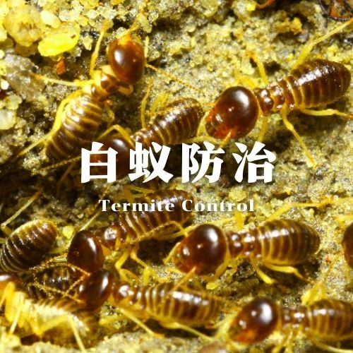 钦州白蚁防治