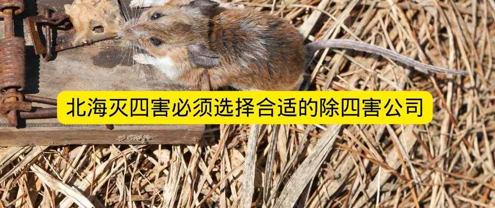 北海灭四害必须选择合适的除四害公司.jpg