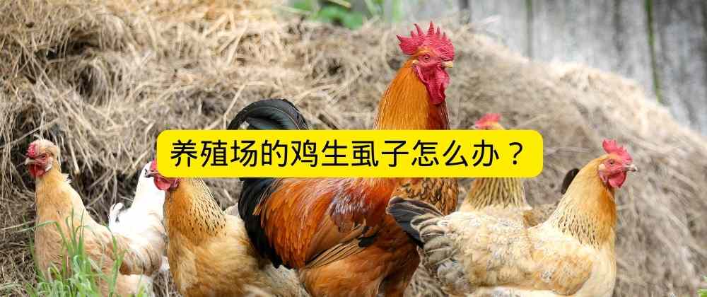 1668613777851893.jpg 养殖场的鸡生虱子怎么办?.jpg