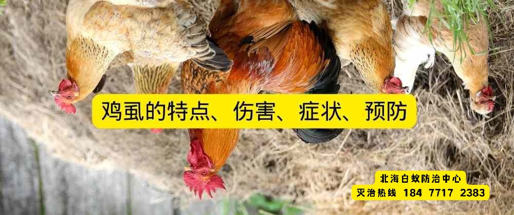 1668614503120056.jpg 鸡虱的特点、伤害、症状、预防.jpg