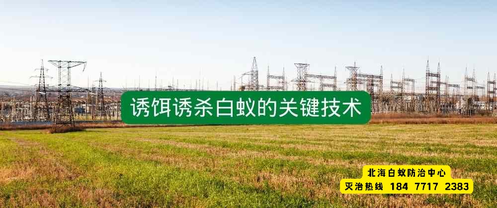 诱饵诱杀白蚁的关键技术